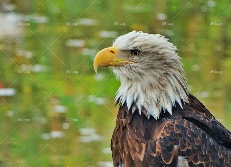 American Bald Eagle. Profile Of The Noble Bald Eagle