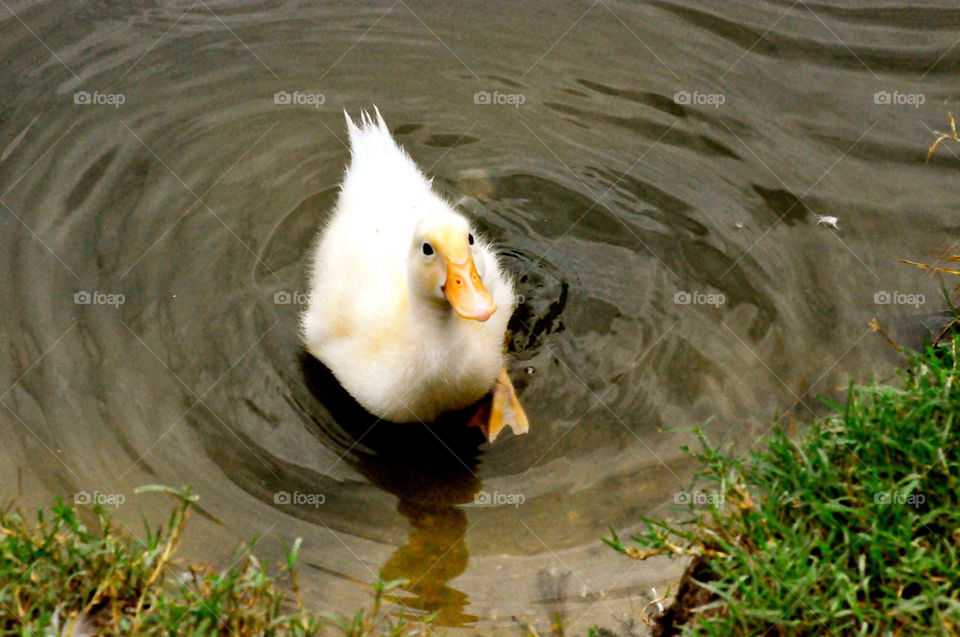 myrtle beach south carolina animal duck by refocusphoto