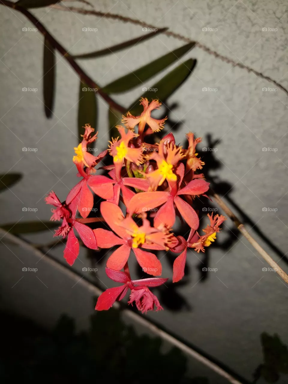 Orchid
