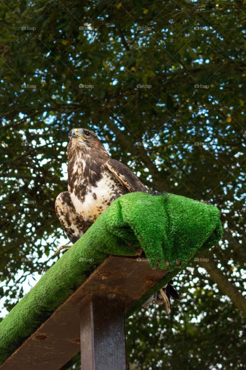 Bird of prey, a common buzzard (Buteo buteo) perched. Cabárceno, Cantabria, Spain.