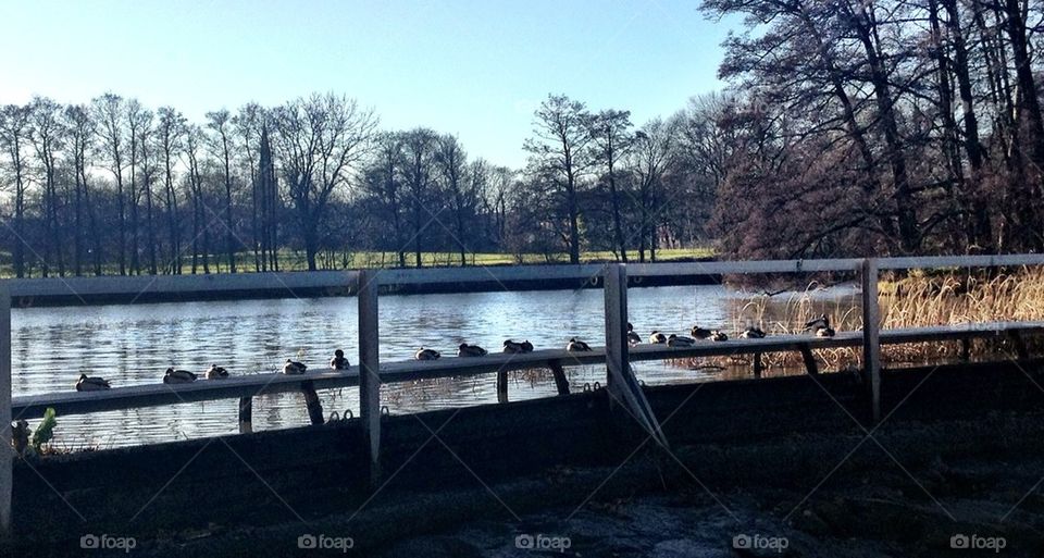 Ducks tanning