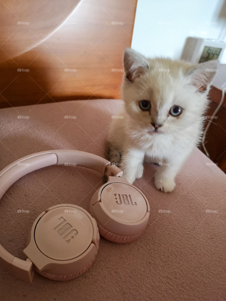 My cat and my JBL
