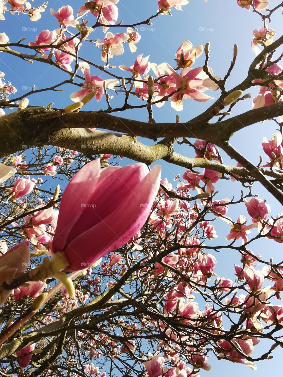 Magnolia tree in spring