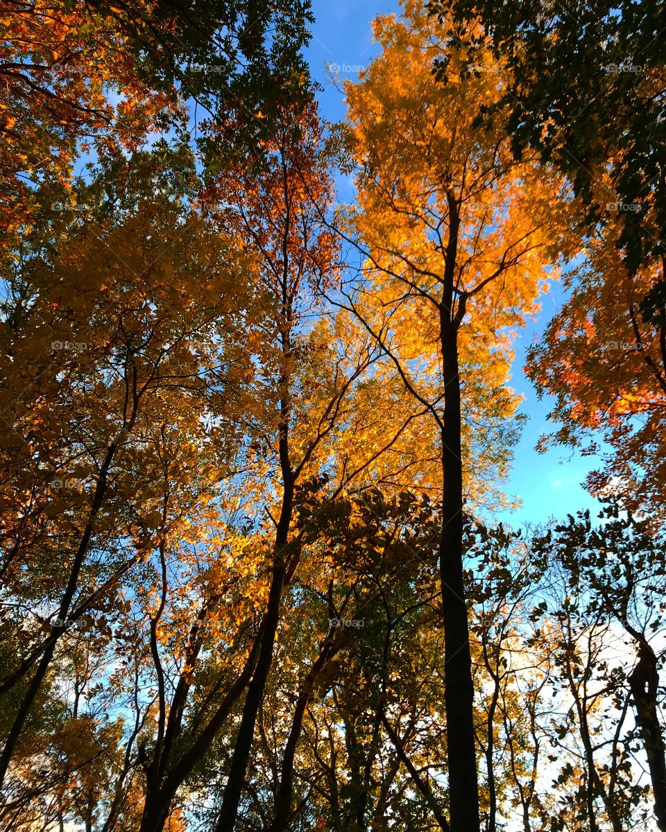 Golden Autumn color 