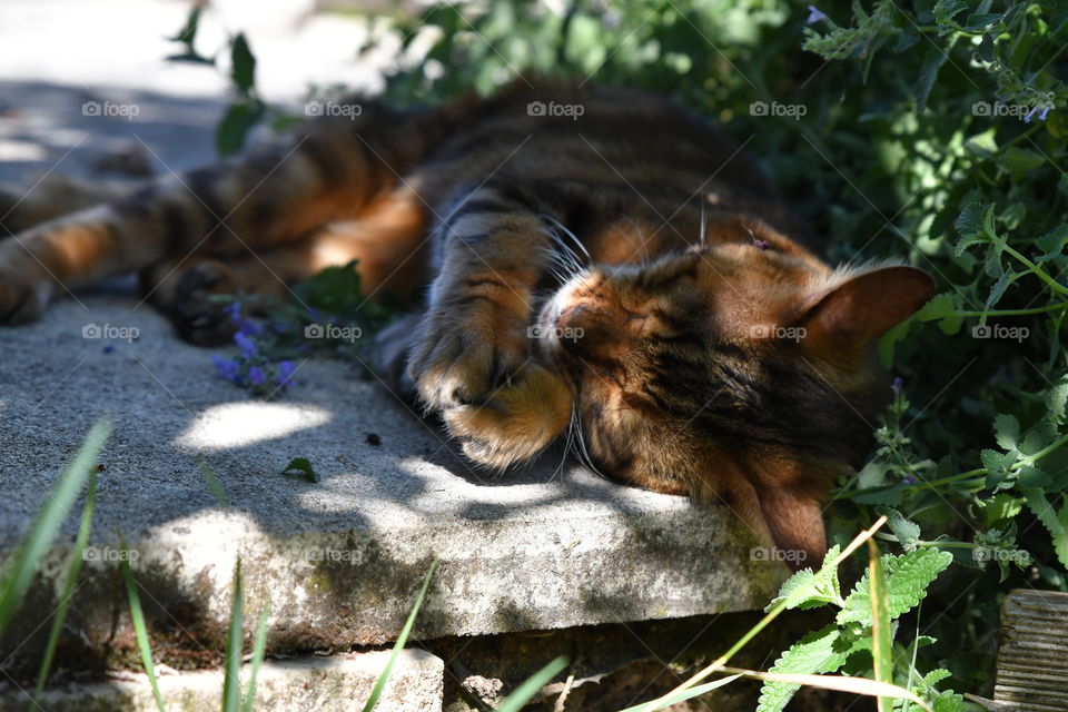 cat bengal