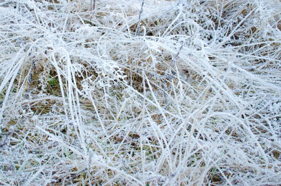 Frosty Marvels:Nature's Ice Artistry