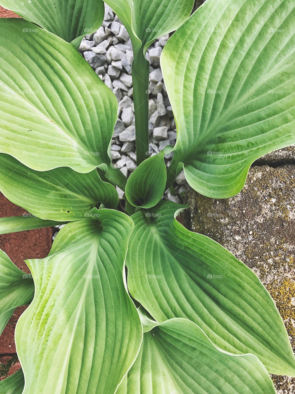 High angle view of plant