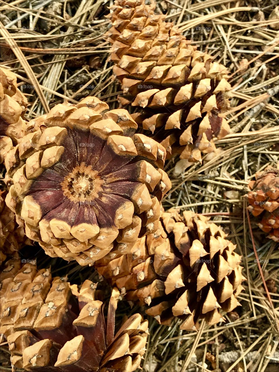 Pine Cones Close-Up