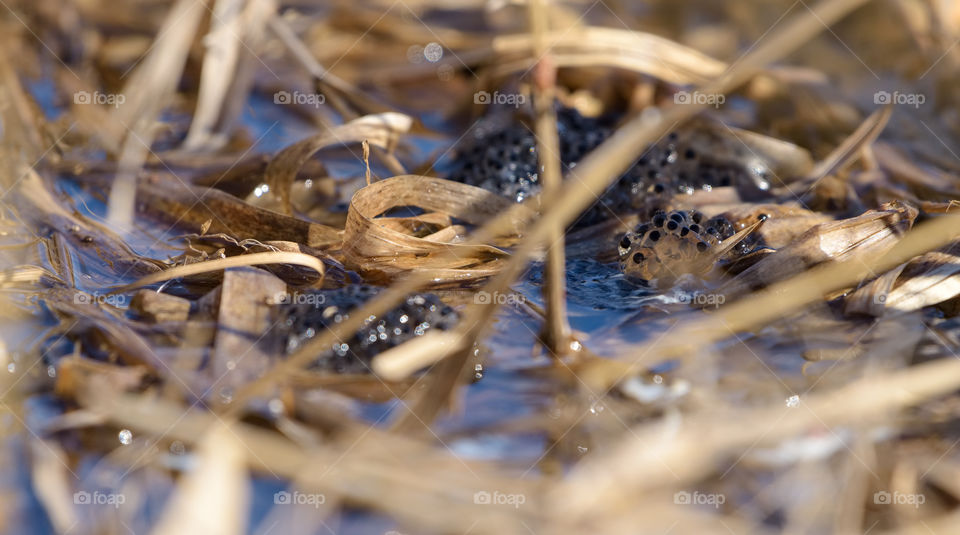 Frogspawn in water surrounded by previous years yellow reed leaf in the beginning of spring on a lake in Western Finland.