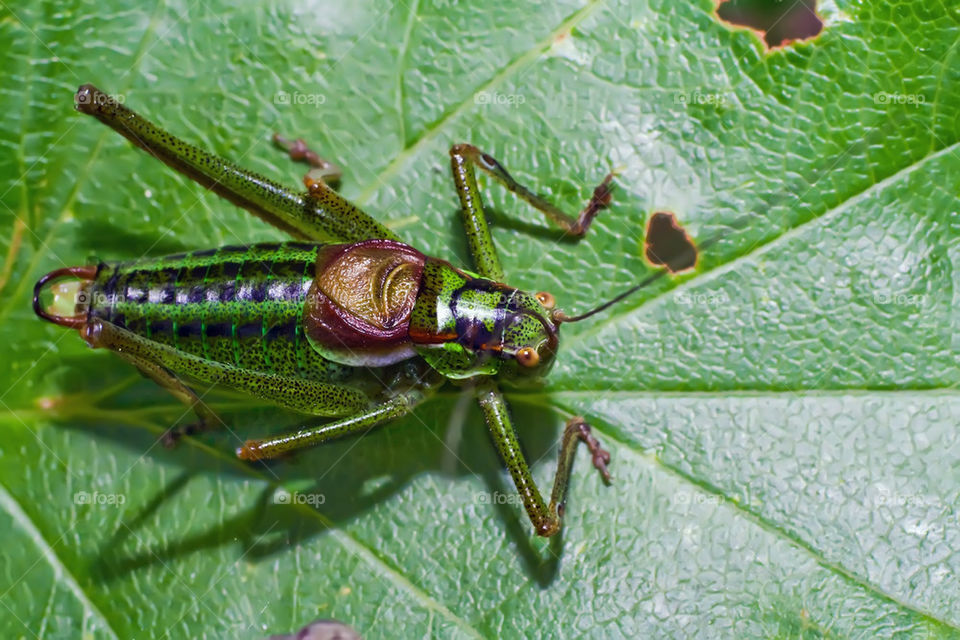 Close-up of a Grasshopper