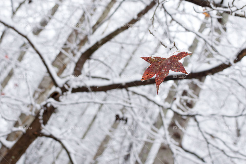 Fall is hanging in by a thread