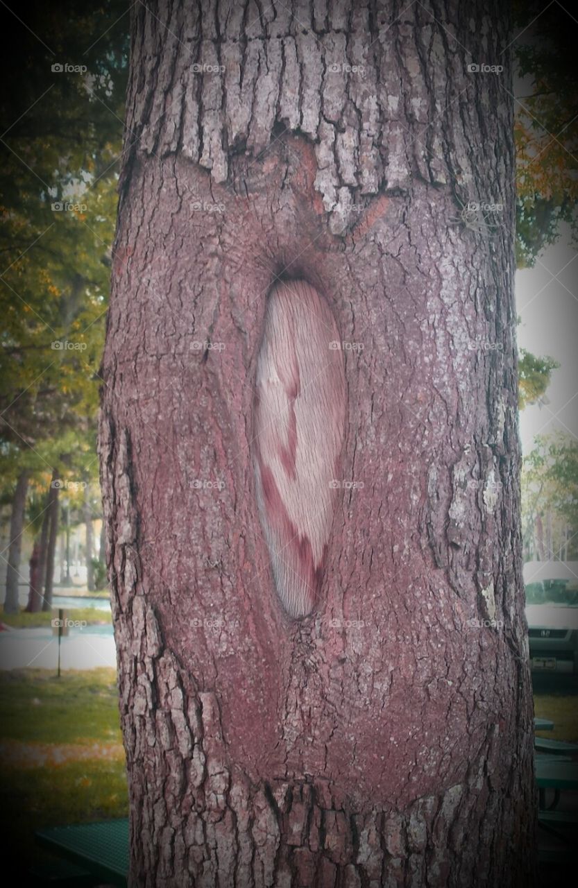 interesting tree