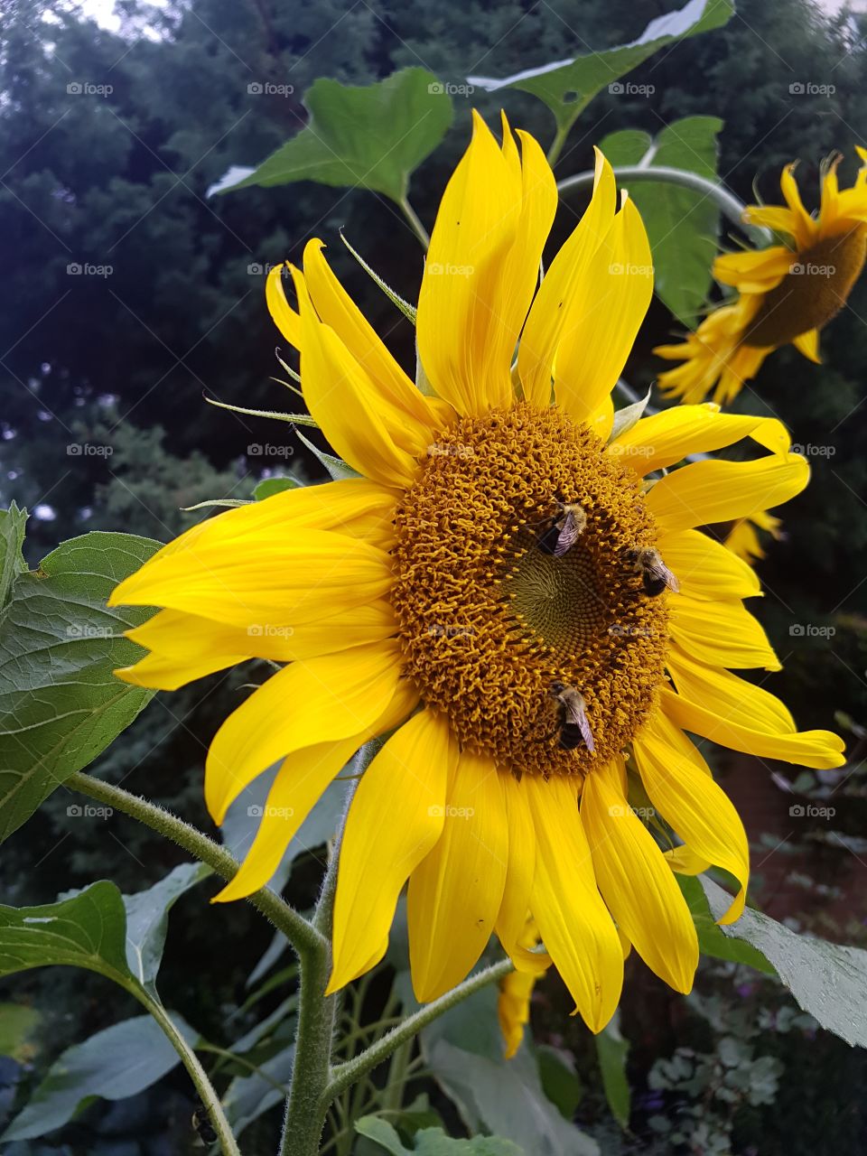 a bright sunflower with bees on