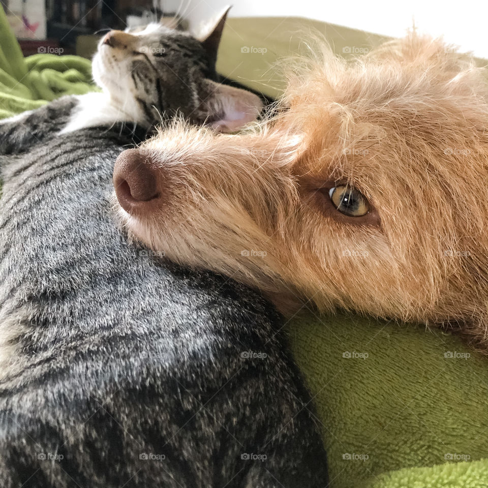 Dog and kitten cuddle up on top of their owner’s lap