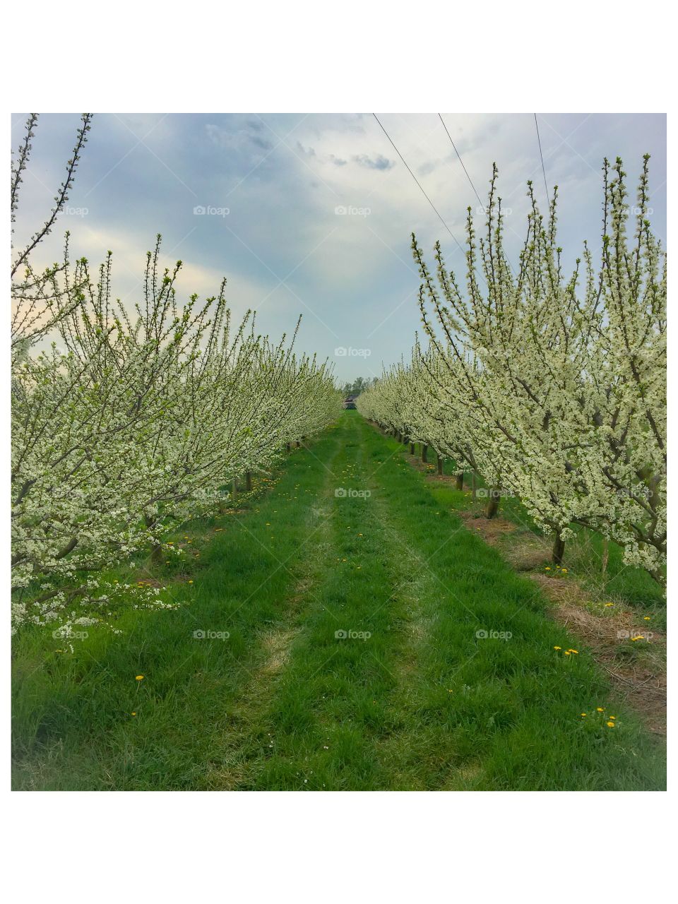 Fruits Trees Blossom farmland 