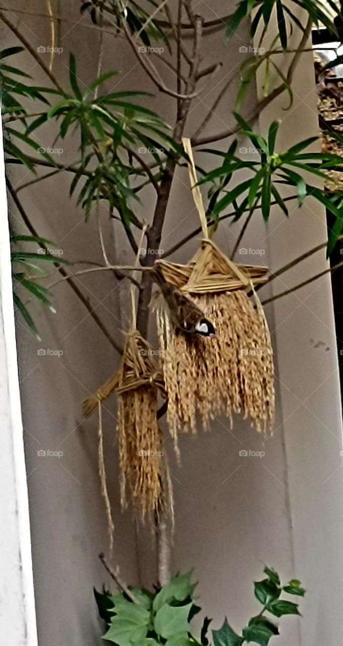 hot summers searching food to eat