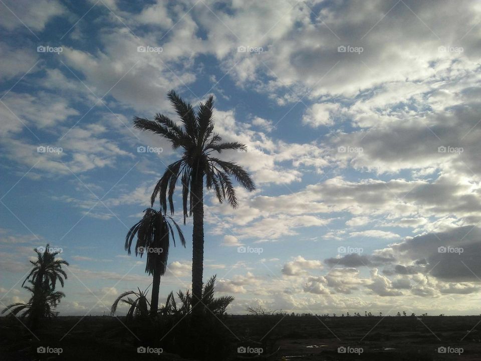 Beautiful palm tree embraced foggy sky in marrakech city in Morocco