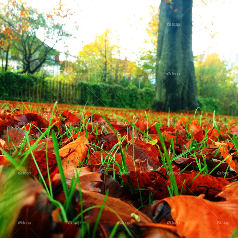 kolding grass leaves autumn by kris770d