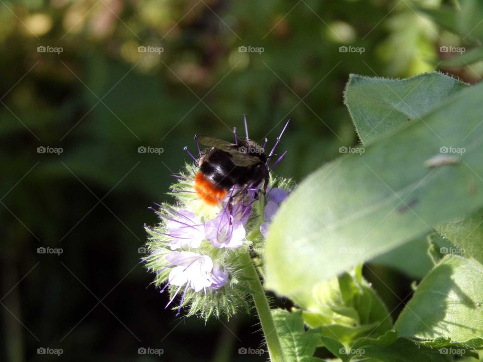 Hummel auf Wildpflanze