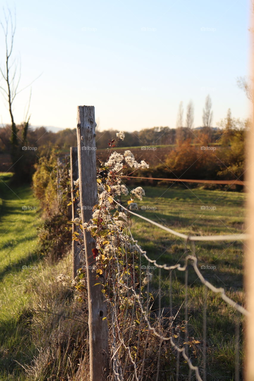 A vegetated fence in the bright sun