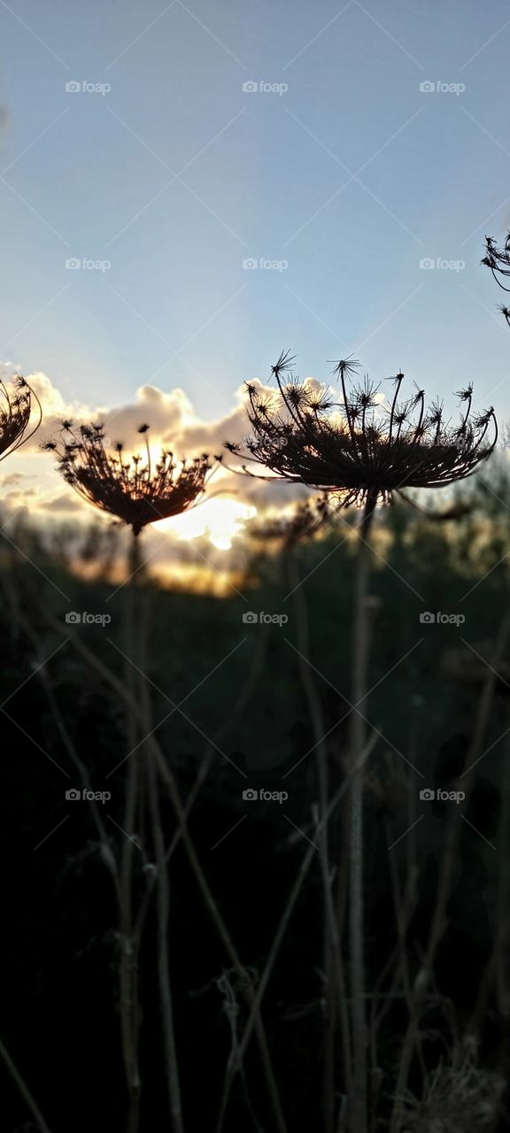 A thorn near a fish pond