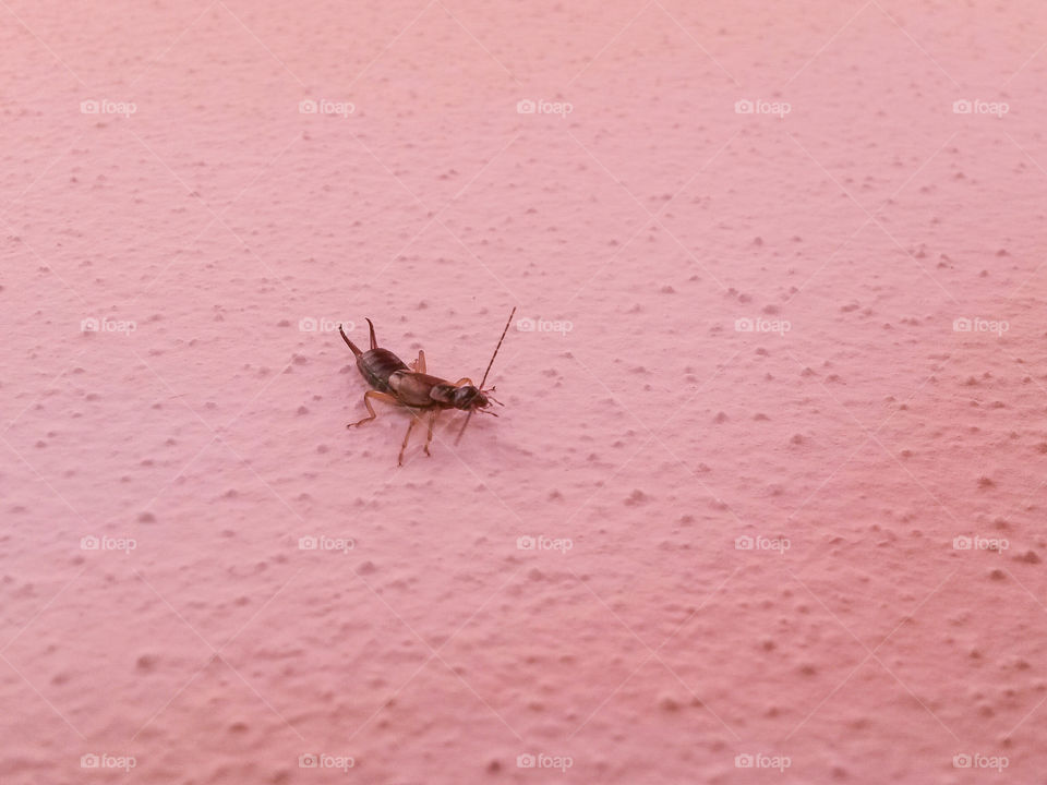 scissor insect above a pink wall