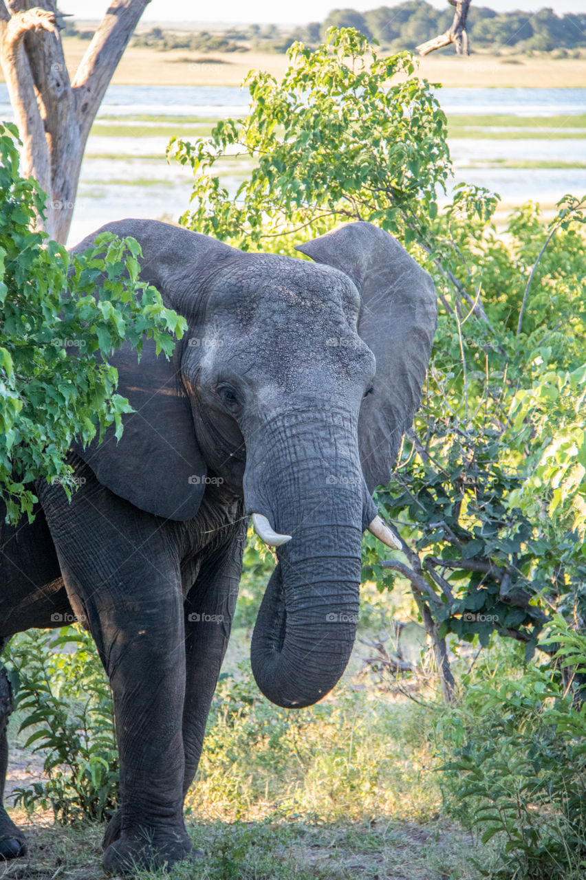 Elephants 