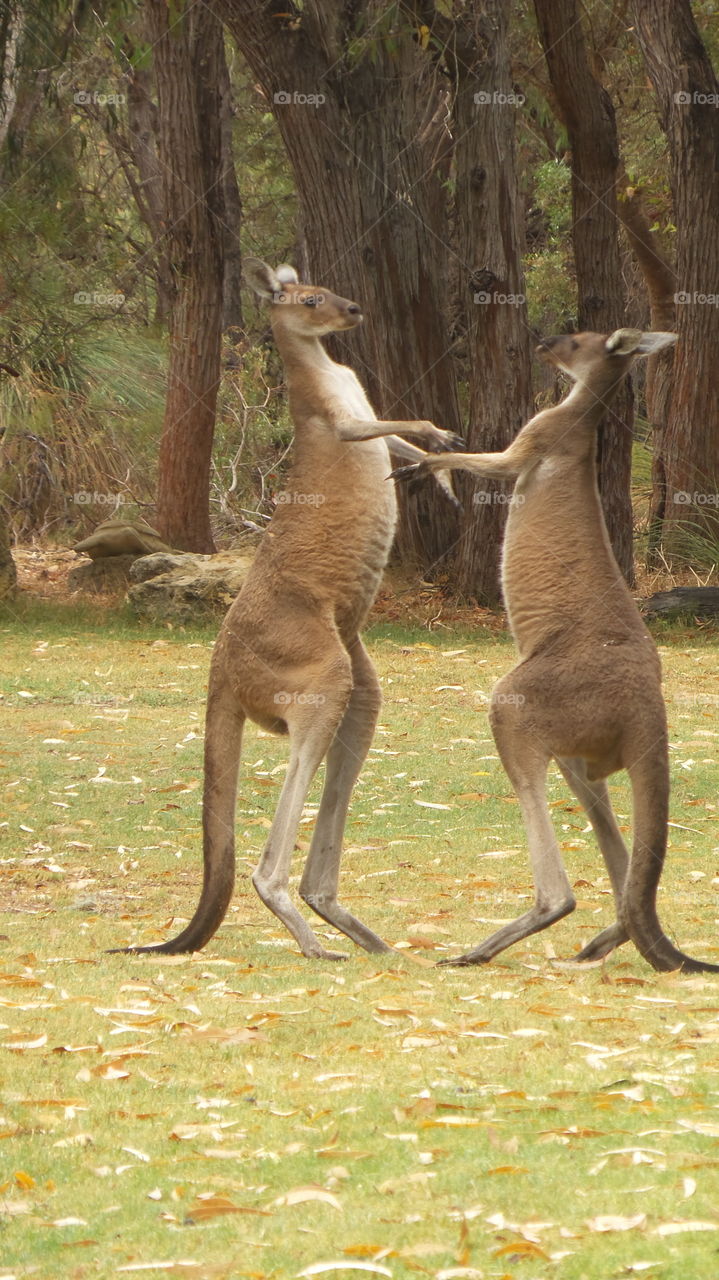Kangaroo, Australia