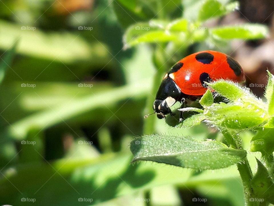 ladybug