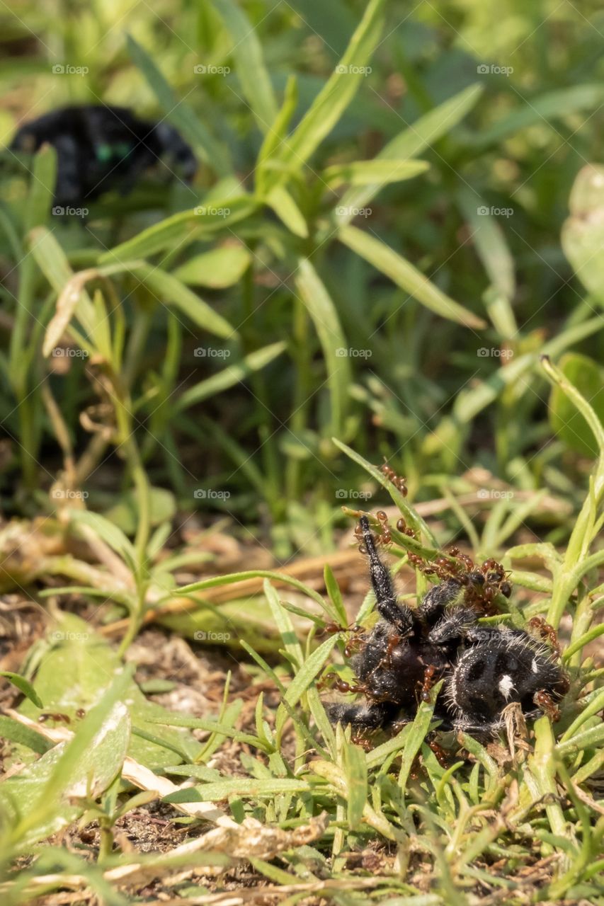 Foap, World in Macro: The aftermath scene of a battle-to-death between two bold jumping spiders (Phidippus audax). The victor sits safely high up in a clump of grass faded in the background as it watches the loser get devoured by fire ants. 