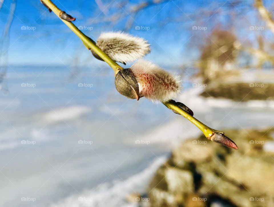 The first catkins of the spring while the snow is still melting 