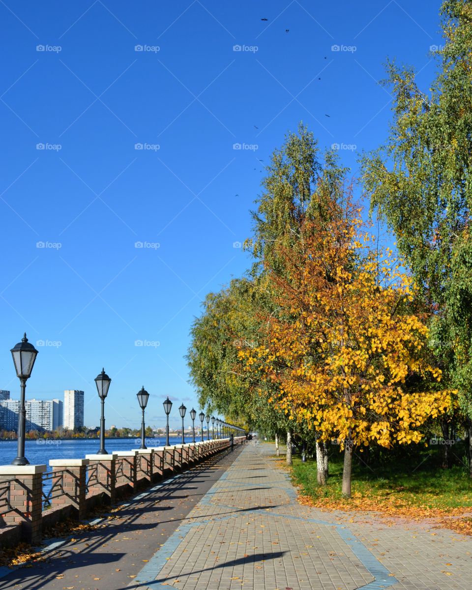 No Person, Tree, Fall, Outdoors, Nature