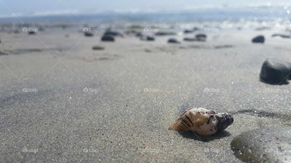 Sea shells on beach