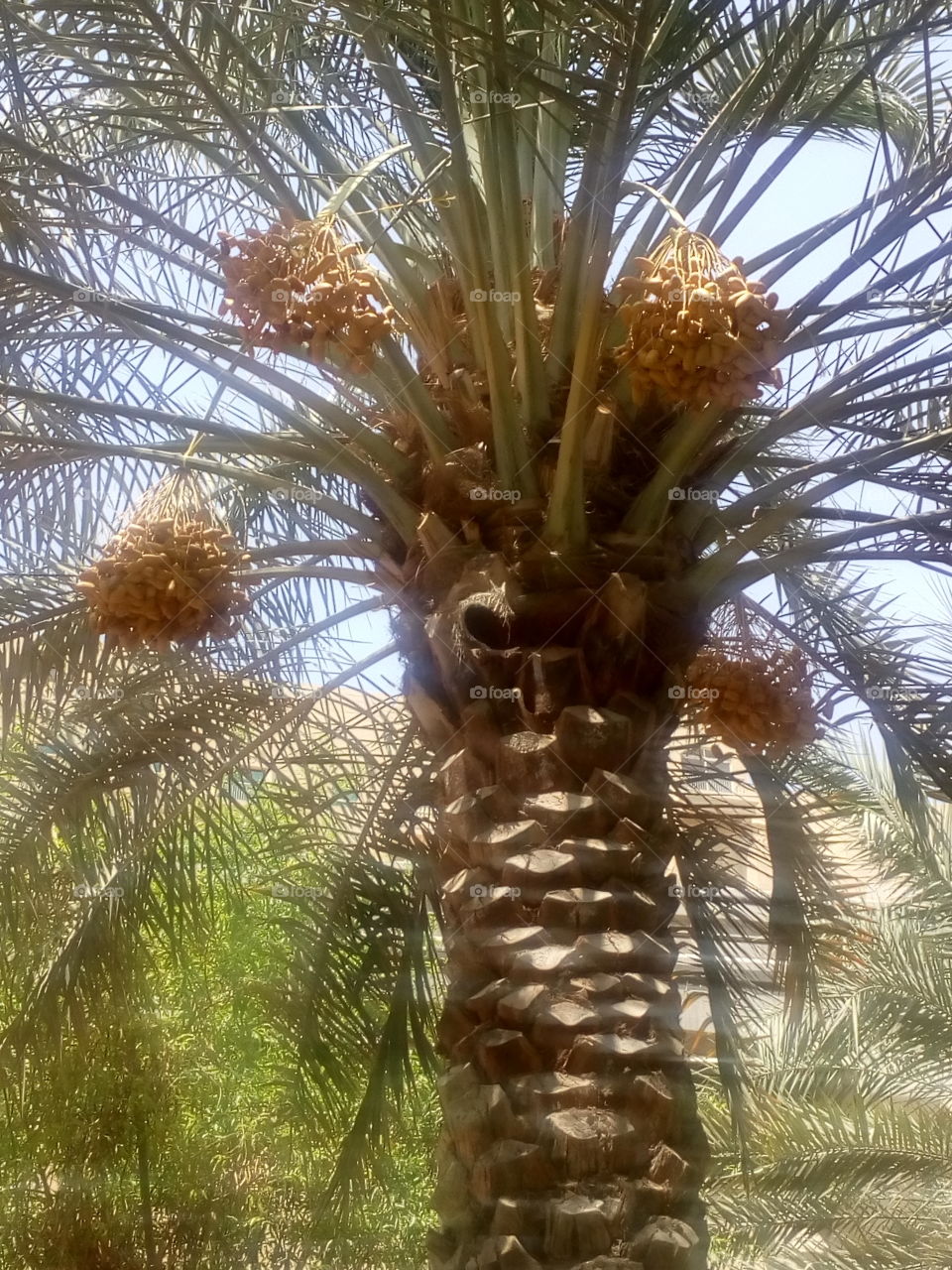 attractive fruit tree of Dates.