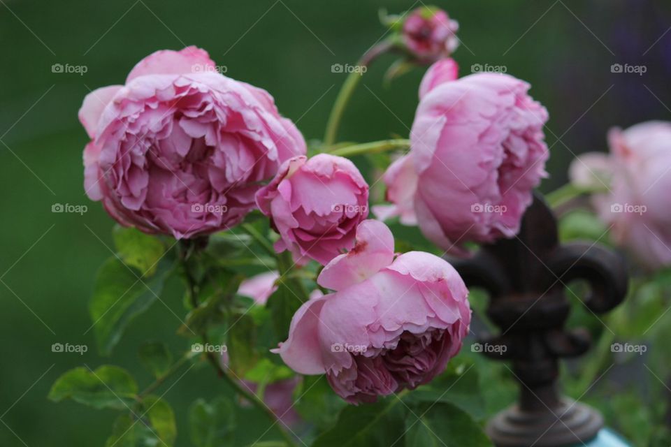 David Austin pink rose