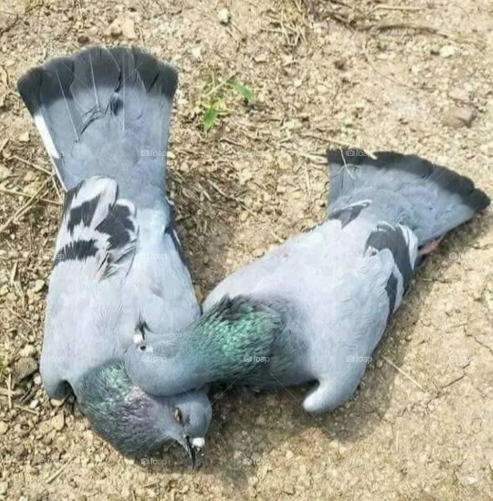 A female pigeon could not bear the sorrow of her partner's death. And he sacrificed his life in agony due to separation from his companion.