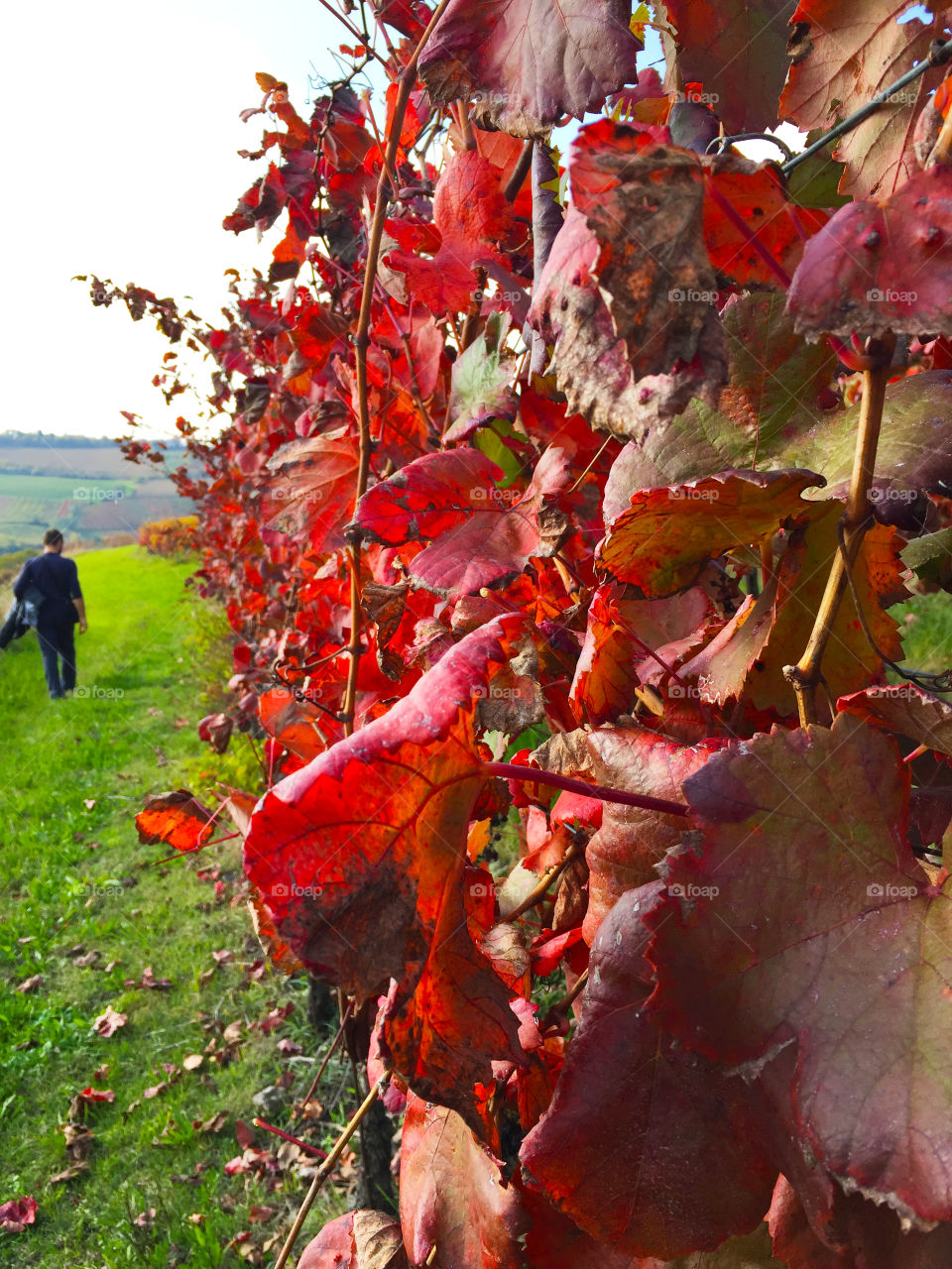 Walking across the autumn colors