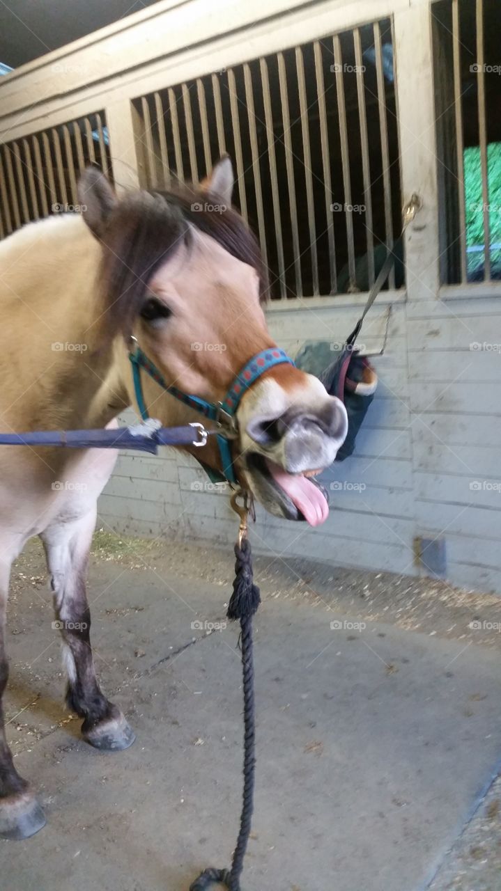 silly horse face
