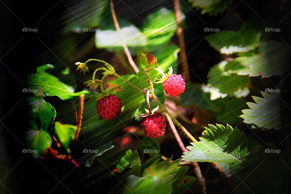 wild berry. wild berry in summer