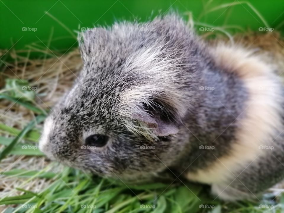 Guinea pig