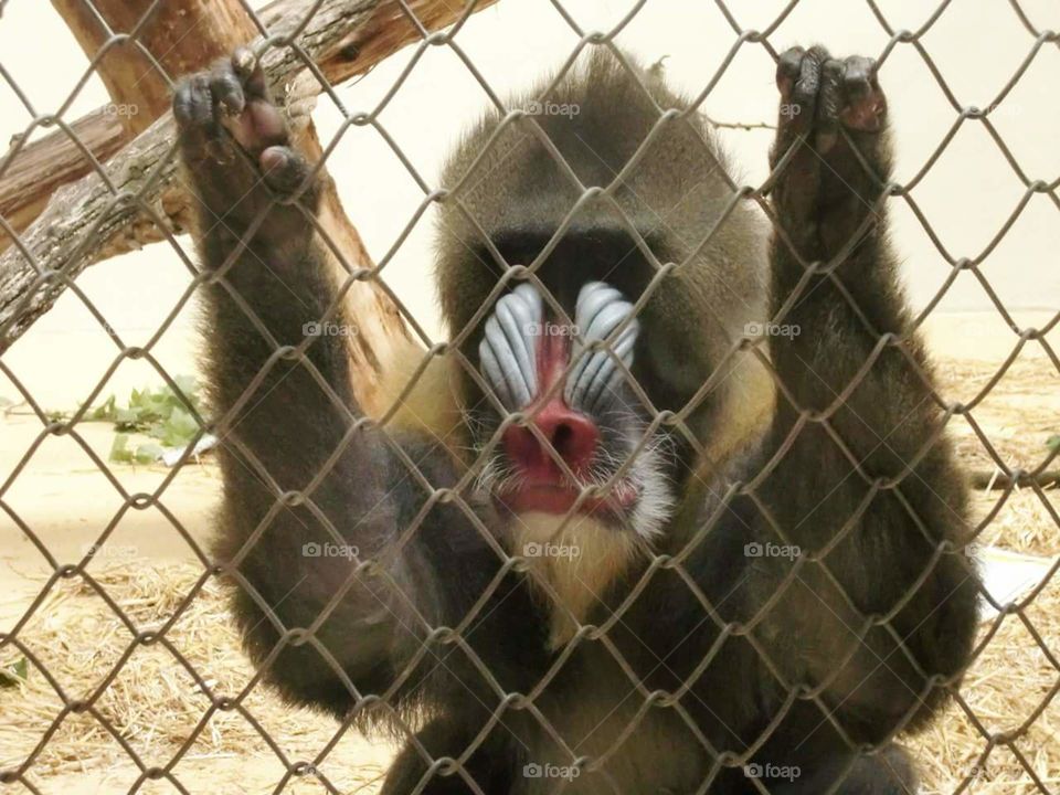 Unhappy Monkey