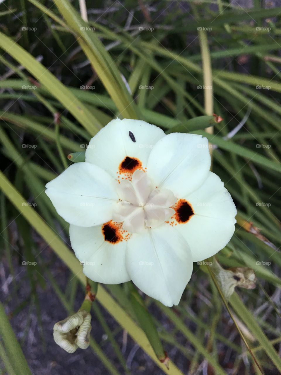 White summer flower in bloom