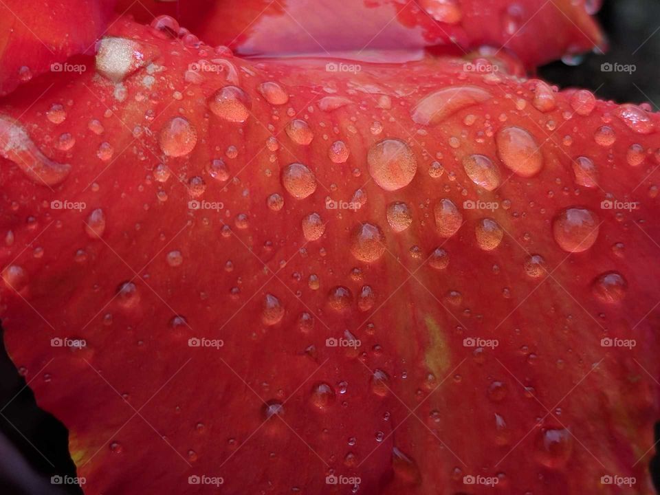 rain drops