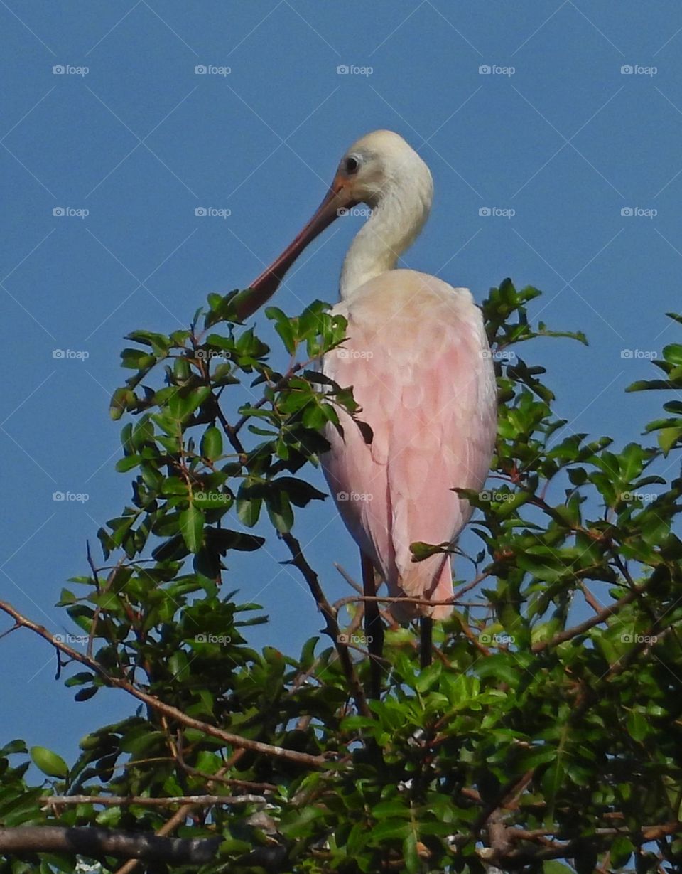 Young Roseate Spoonbill