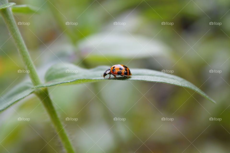 Ladybug on lant