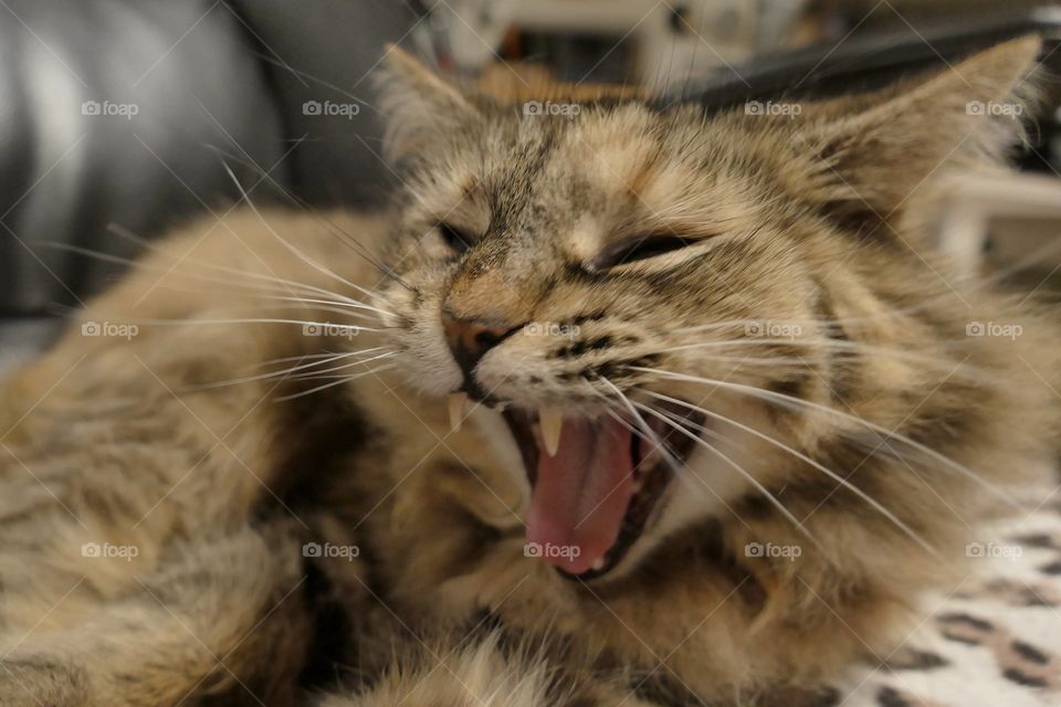 yawning wild cat
