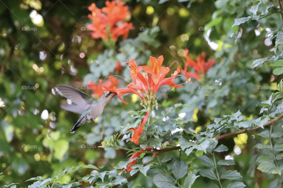 Hummingbird 