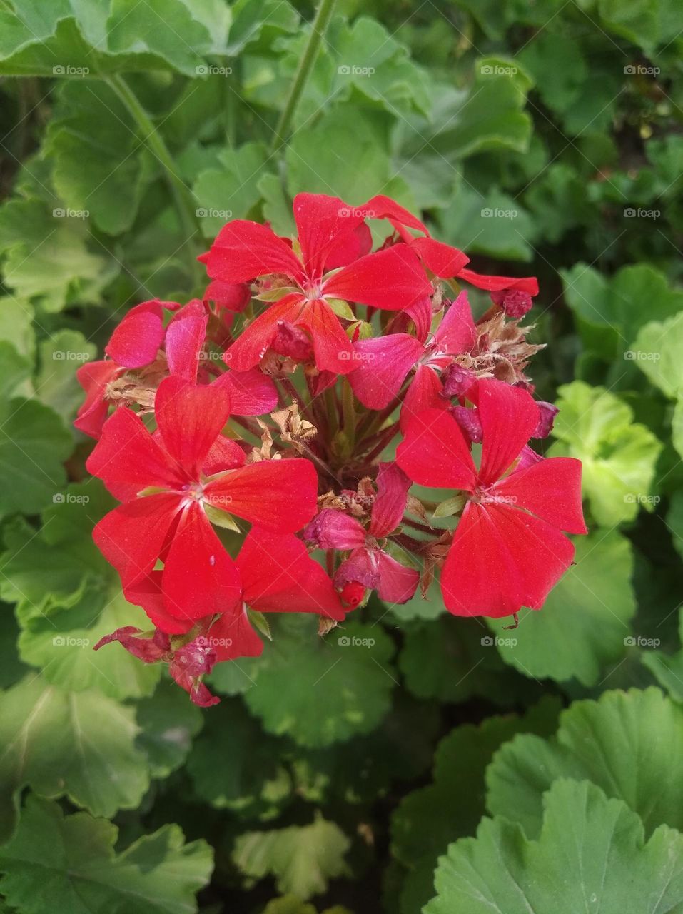 red flower seasonal fresh looks very beautiful generally found everywhere seasonal fresh