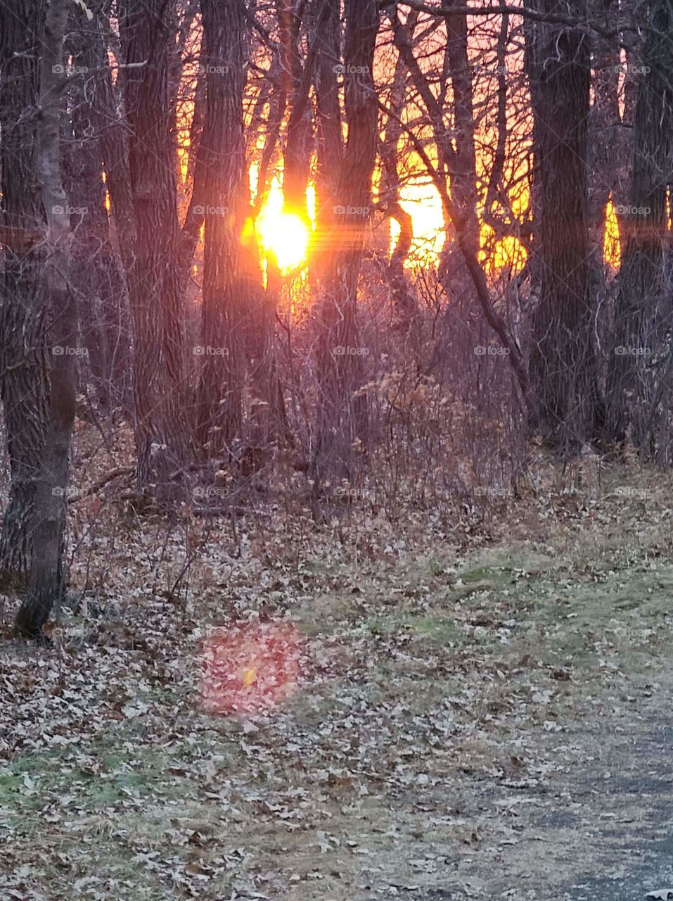 Sunset in the forrest