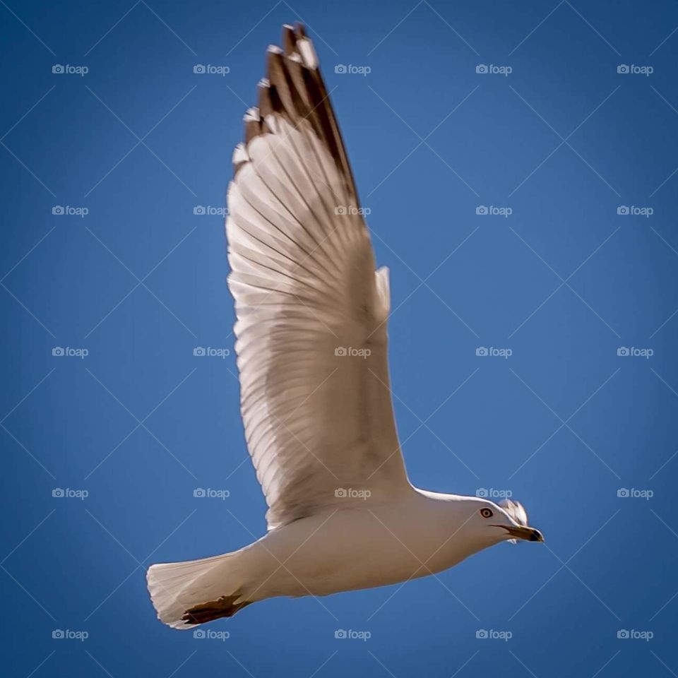 Saddleback Seagull